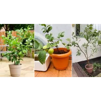 Good Guava Plant